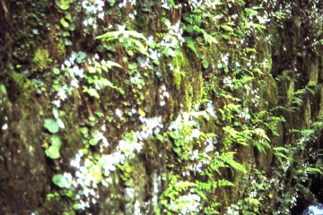 <p>Wall of moss and ferns</p>