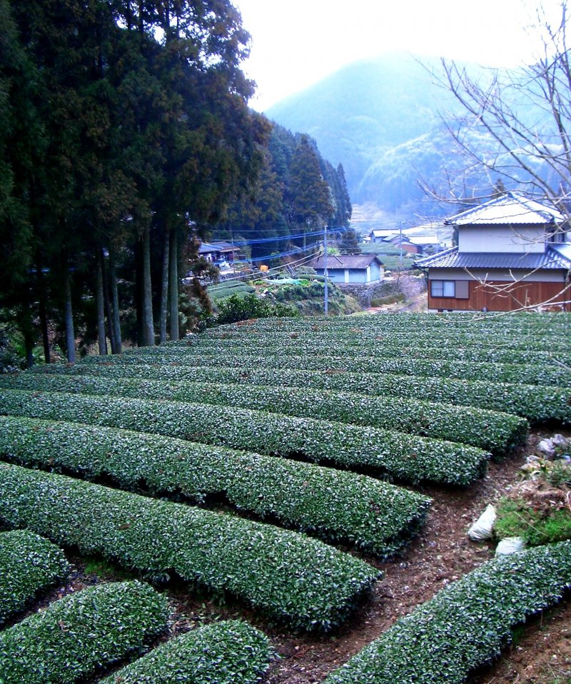 Tea fields in the countryside on the way to Mamedacho