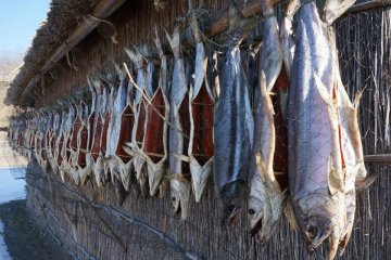 <p>ชาวไอนุมีความสามารถในการจับปลาแซลมอน และจะเอาปลาแซลมอนมาตากแดดไว้เพื่อเป็นการถนอมอาหารไว้ตอนหมดฤดูล่าสัตว์ทะเล</p>