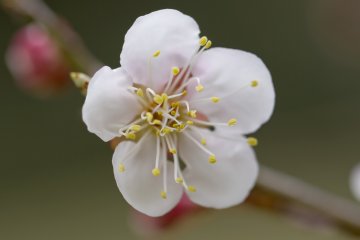 <p>An ume, or plum (apricot) blossom, reaches for the light</p>