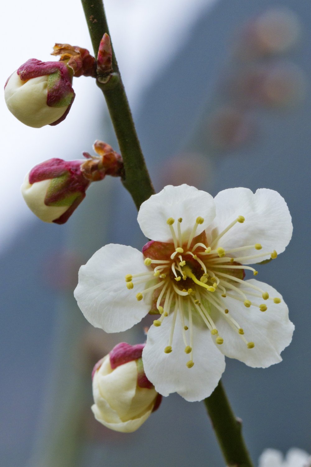 梅は有名な桜に先駆け、1ヶ月早く咲き始める