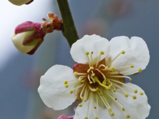 Ume precede the more famous sakura, or cherry blossoms, by a month