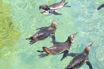 <p>ชมเพนกวินได้ทั้งจากด้านบนและใต้น้ำ</p>