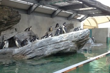 <p>บรรดาเหล่านกเพนกวินที่ยืนรอให้นักท่องเที่ยวไปเก็บภาพประทับใจ</p>
