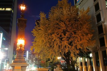 <p>The light post illumination of Nihonbashi&nbsp;next to nicely colored tree in autumn</p>
