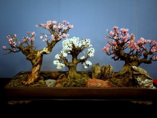 A pretty trio of small bonsai plum trees