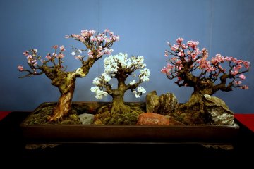 <p>A pretty trio of small bonsai plum trees</p>