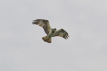 <p>An osprey surveys the shoreline</p>