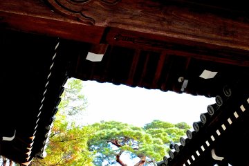 <p>Pine trees in Japan are lovely, and so are temple roof tiles</p>