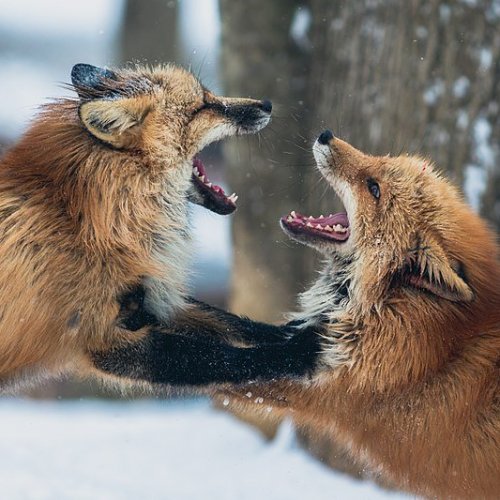 Fox Feeding