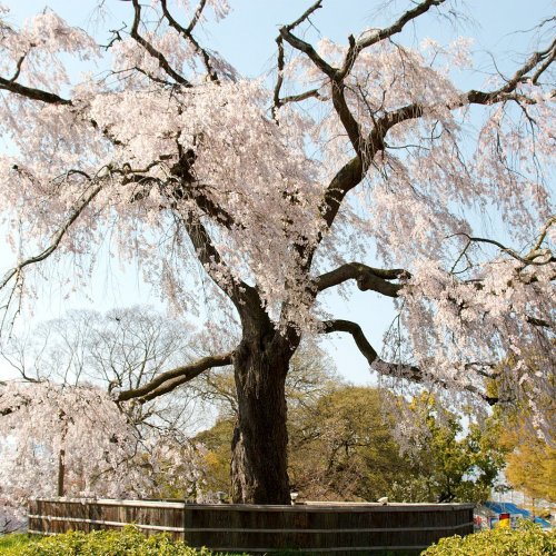 Weeping Cherry
